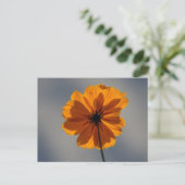 Coreopsis Briefkaart (Staand voorkant)