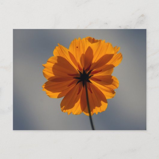 Coreopsis Briefkaart (Voorkant)