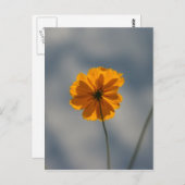 Coreopsis Briefkaart (Voorkant / Achterkant)