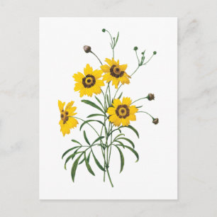 coreopsis (Coreopsis elegans) van Redouté Briefkaart