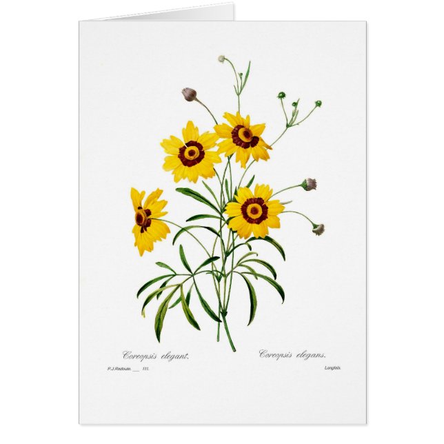 Coreopsis elegans (Voorkant)