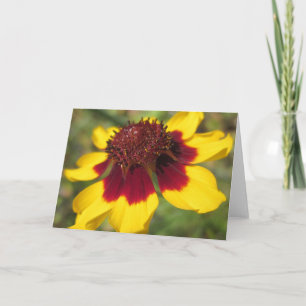Coreopsis Flower Macro Foto Blank Wenskaart Kaart