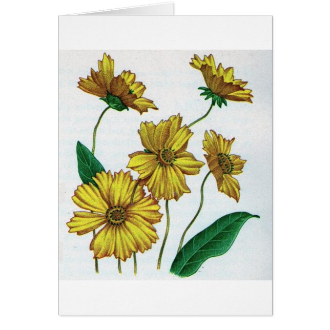 coreopsis gele bloemen (Voorkant)