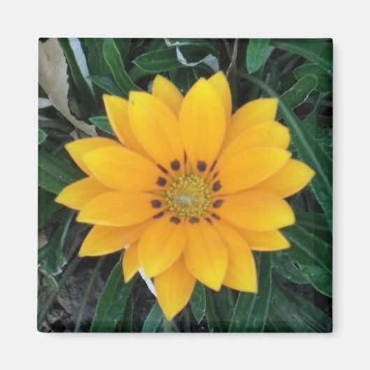 coreopsis magneet (Voorkant)