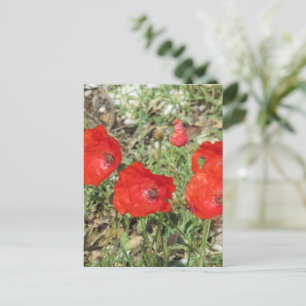 Corfu Red Poppies Briefkaart