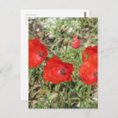 Corfu Red Poppies Briefkaart (Voorkant / Achterkant)