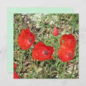 Corfu Red Poppies Flat Kaart (Voorkant / Achterkant)