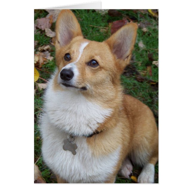 Corgi beau (Devant)