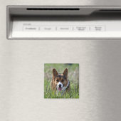 Corgi Dog Magneet (Insitu (Vaatwasser))
