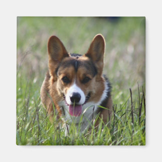 Corgi Dog Magneet