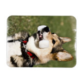 Corgi Magnet Magneet (Horizontaal)