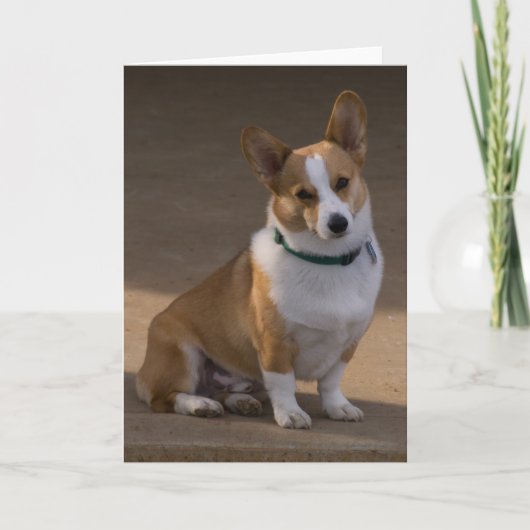 Corgi Portrait Kaart (Voorkant)