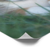 Corgi pup poster (Hoek)