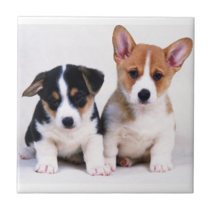 Corgi Puppies keramische tegel Tegeltje