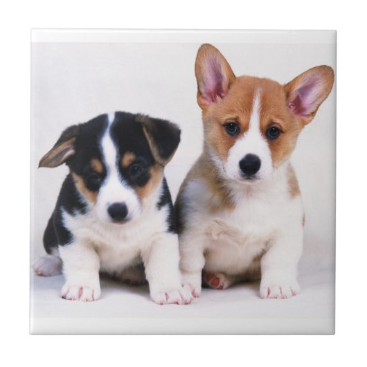 Corgi Puppies keramische tegel Tegeltje (Voorkant)