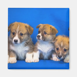 Corgi-Puppies Magneet