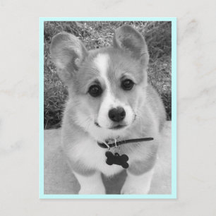 Corgi Puppy Briefkaart