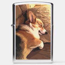 Corgi somnolent de Gallois