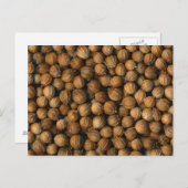 Coriander Briefkaart (Voorkant / Achterkant)