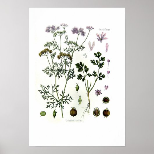 Coriandrum sativum poster (Voorkant)