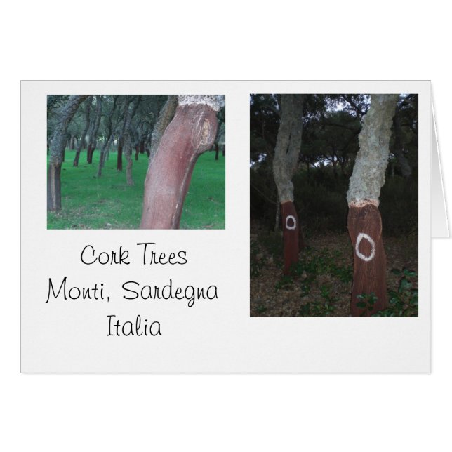 Cork Trees - Sardinië, Italië (Voorkant Horizontaal)