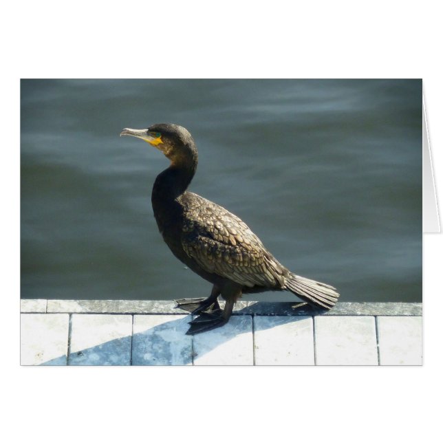 Cormorant (Devant horizontal)