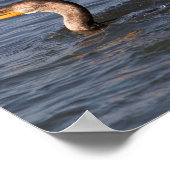 Cormorant à aigrettes avec Poster (Coin)