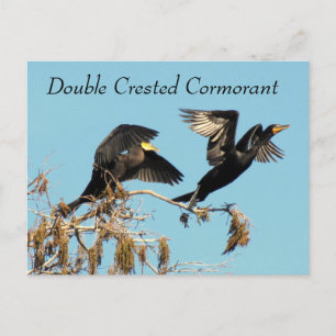 Cormorant à deux pattes - Carte postale d'apprenti