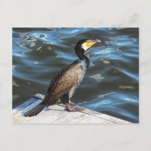 Cormorant in Cardiff Bay, Cardiff, Wales Briefkaart