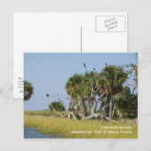 Cormorant Rookery Briefkaart (Voorkant / Achterkant)