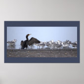 Cormorant with Seagulls Poster (Devant)