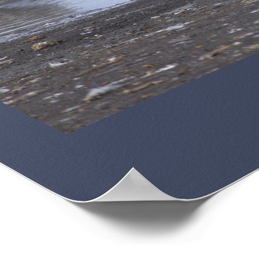 Cormorant with Seagulls Poster (Coin)