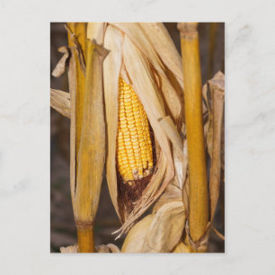 Corn Cobb op Stalk Briefkaart