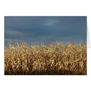 Corn Field