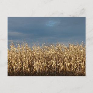 Corn Field Briefkaart