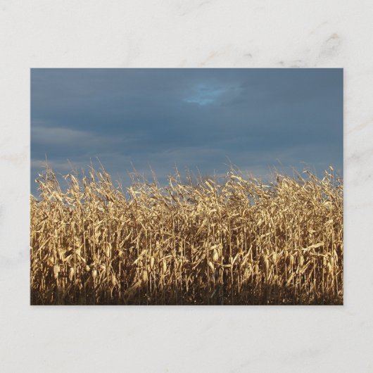 Corn Field Briefkaart (Voorkant)