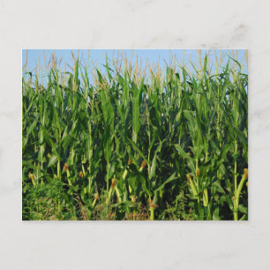 Corn Field Briefkaart