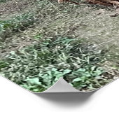 Corn Field Photo Poster (Hoek)