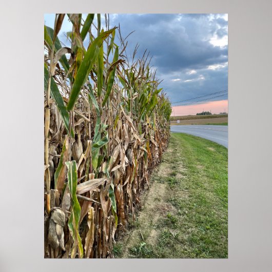 Corn Field Photo Poster (Voorkant)