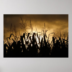Corn field Silhouettes Poster