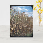 Corn Field TTV Kaart (Gele Bloem)