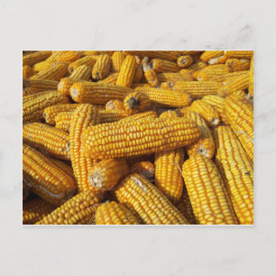 Corn Harvest Briefkaart