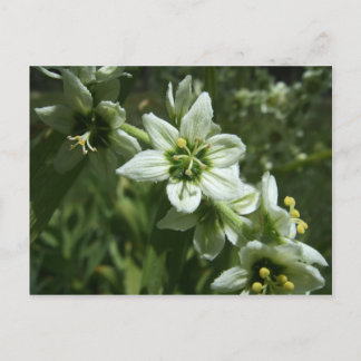 Corn Lily Briefkaart