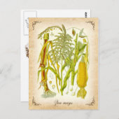Corn (Mais) -  illustratie Briefkaart (Voorkant / Achterkant)
