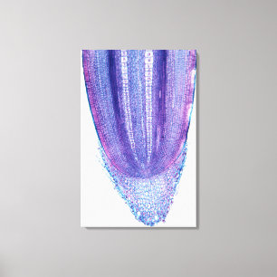 Corn Plant Root Tip Canvas Afdruk