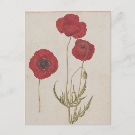 Corn Poppies van Jacques de Morgues Briefkaart (Voorkant)