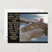 CORN SNAKE BRIEFKAART (Voorkant / Achterkant)