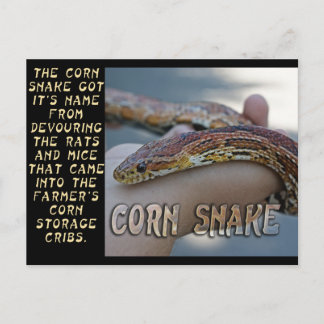 CORN SNAKE BRIEFKAART