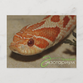 Corn snake briefkaart