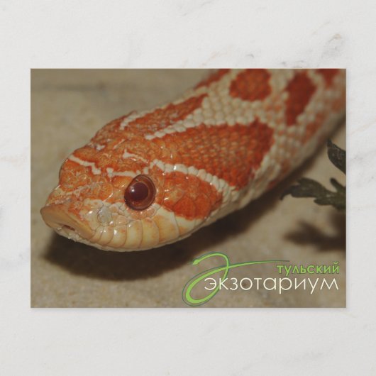 Corn snake briefkaart (Voorkant)